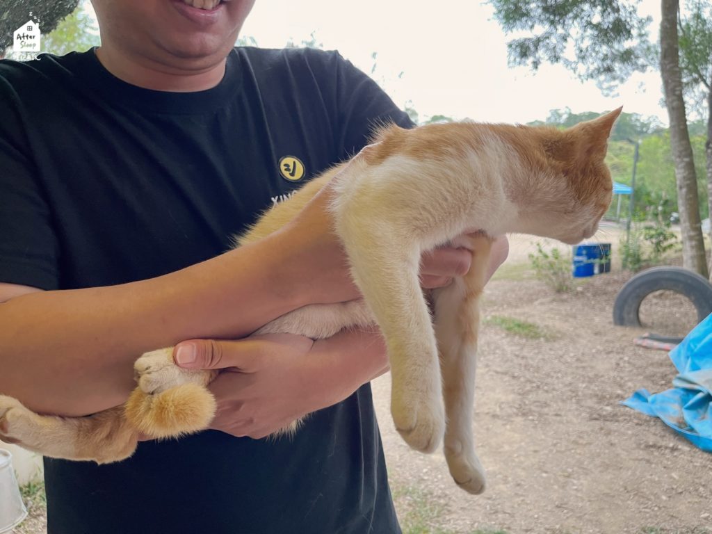 思樂谷露營區｜可以抱的貓