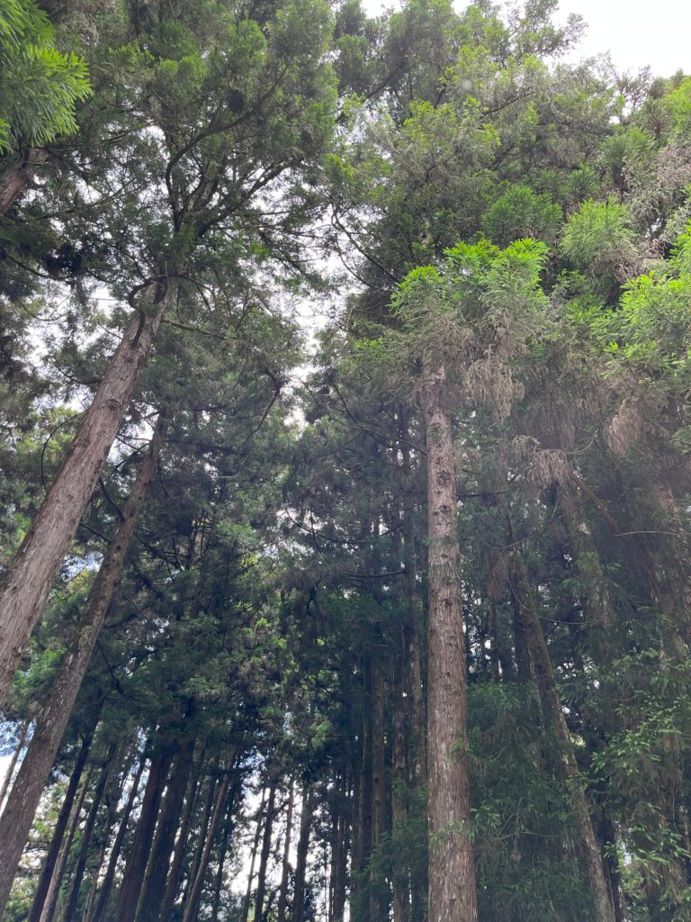 阿里山森林遊樂區｜巨木