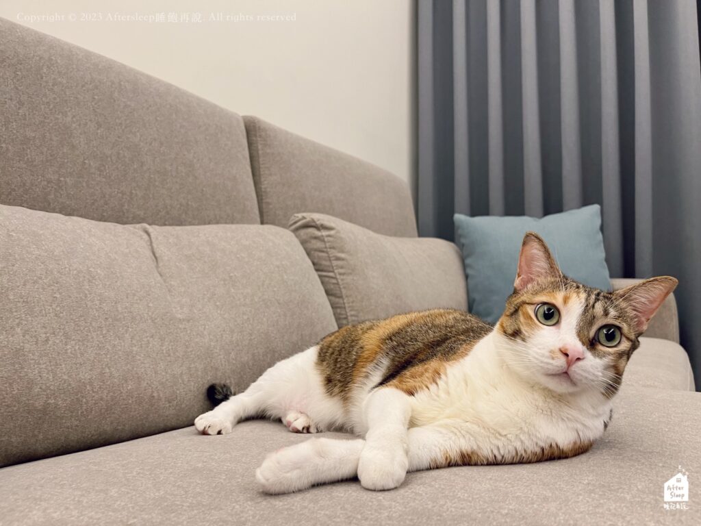 NewHouse新家園沙發｜以色列貓抓布沙發