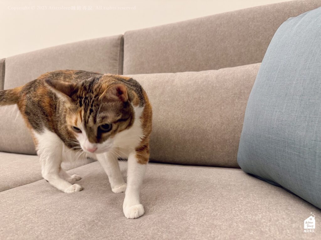 NewHouse新家園沙發｜609以色列貓抓布沙發