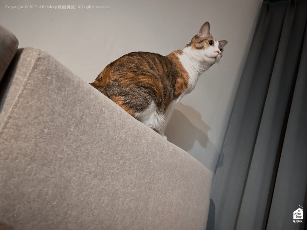 NewHouse新家園沙發｜貓貓喜歡且不會亂抓