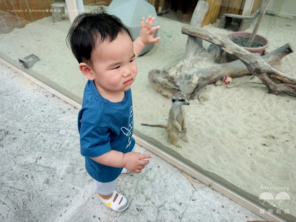 星夢森林劇場｜狐獴跟小糰