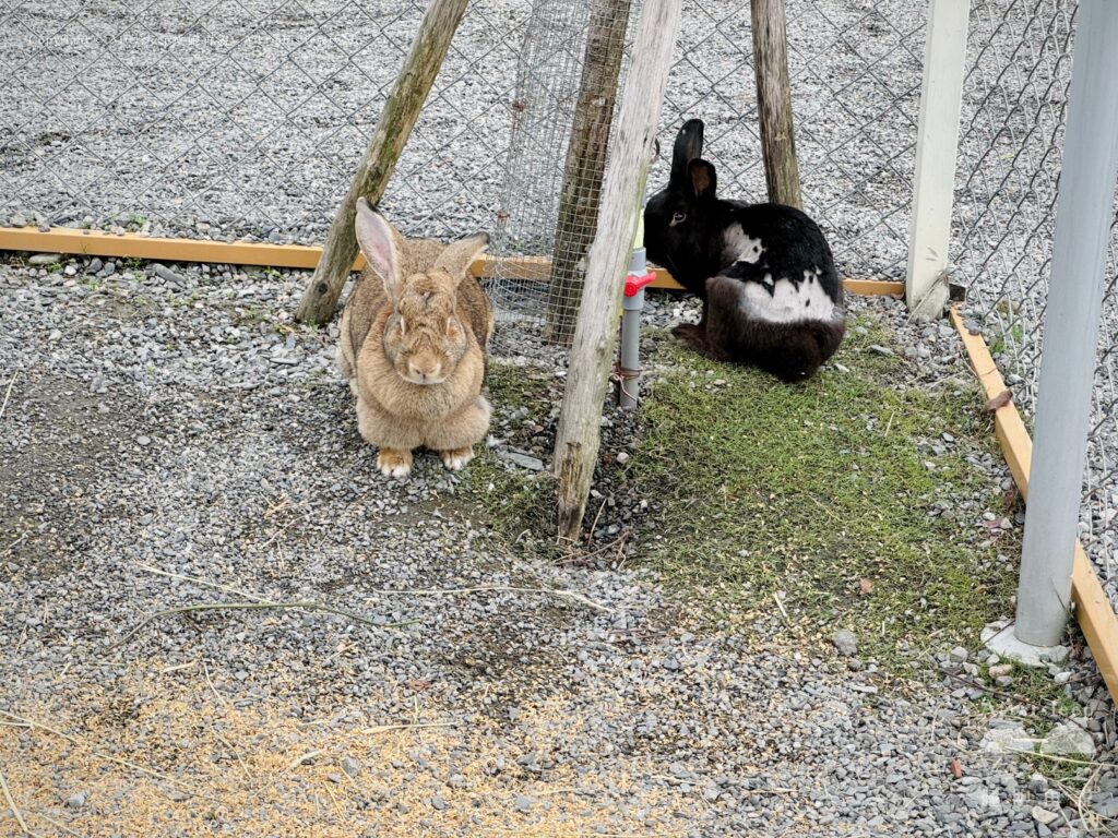 星夢森林劇場｜巨兔2