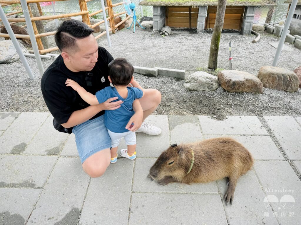 星夢森林劇場｜水豚1