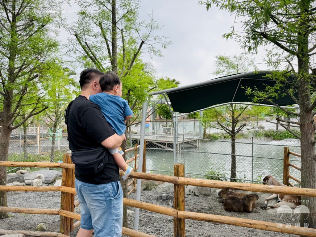 星夢森林劇場｜水豚2