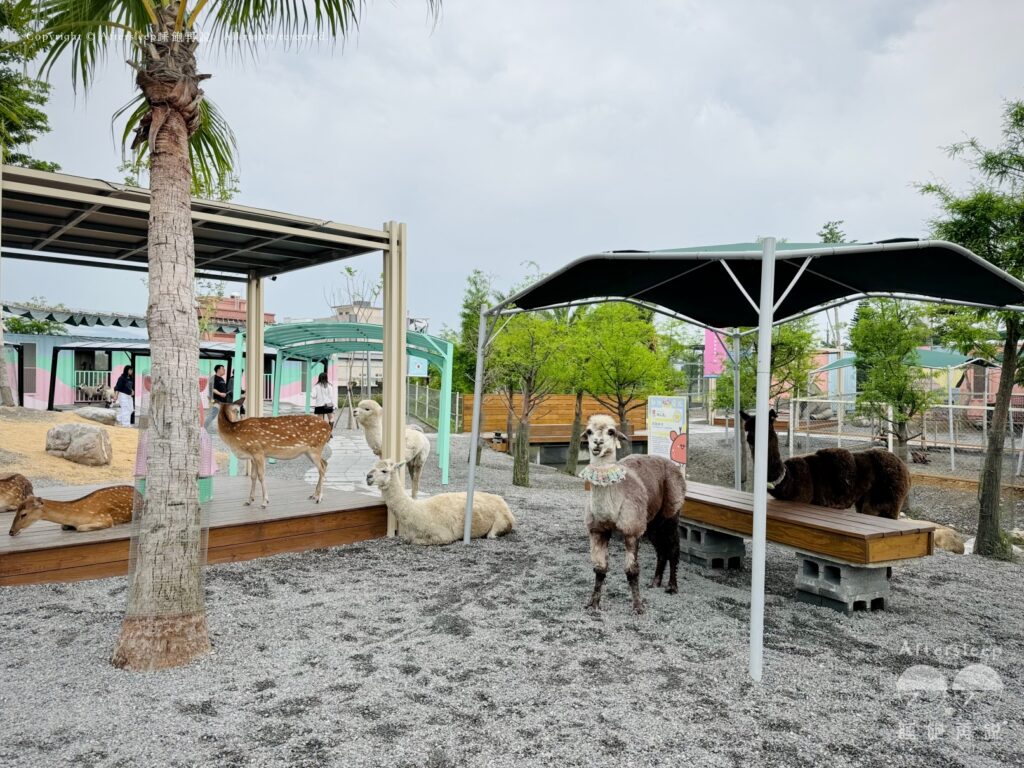 星夢森林劇場｜羊駝