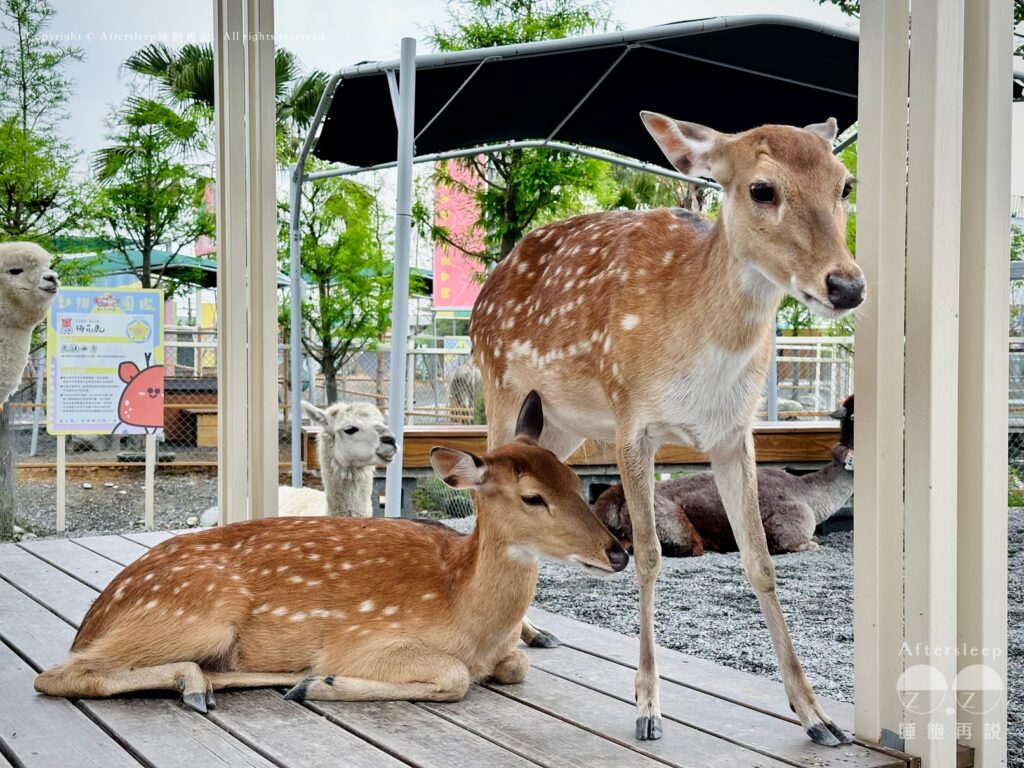 星夢森林劇場｜梅花鹿