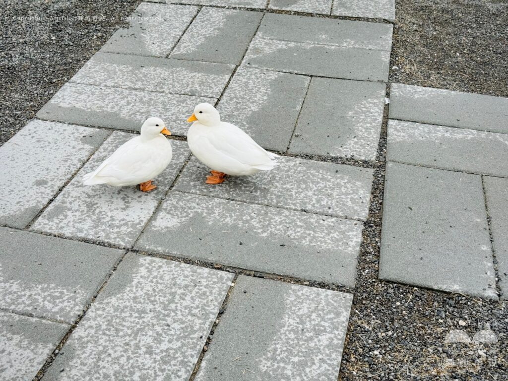 星夢森林劇場｜柯爾鴨