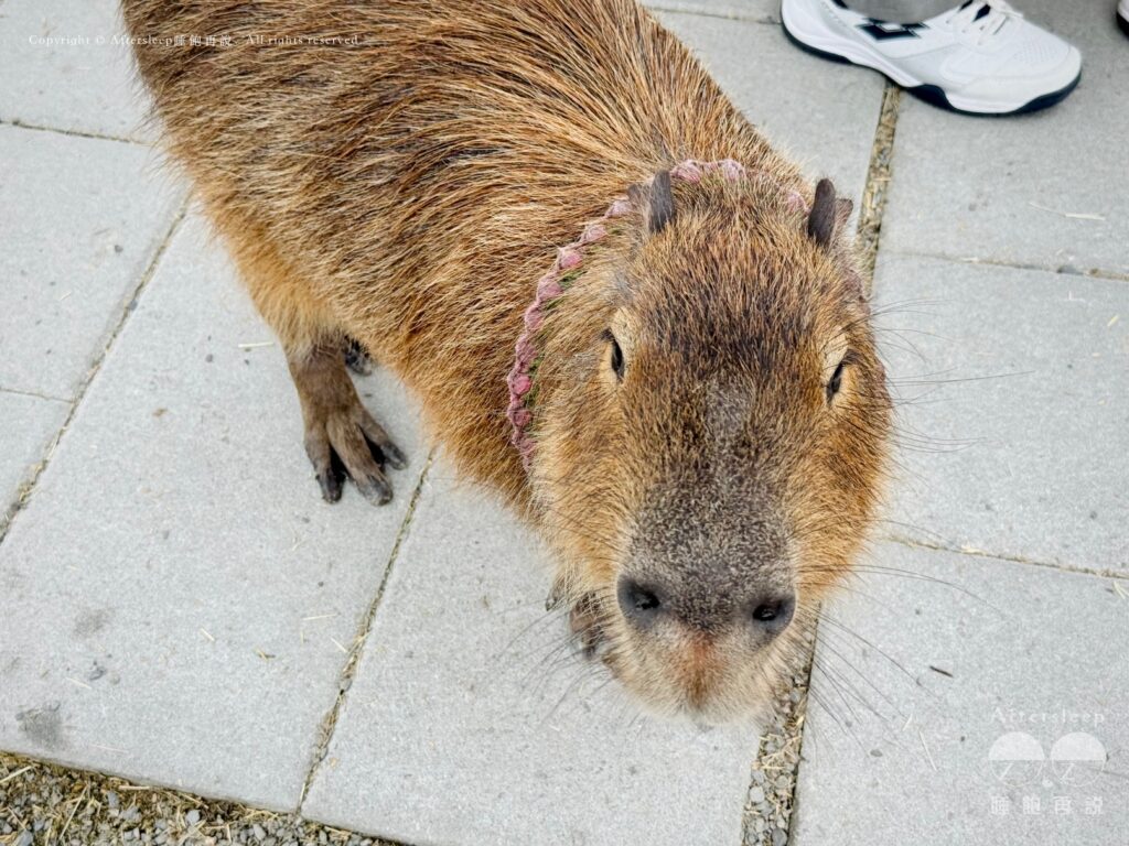 星夢森林劇場｜水豚6